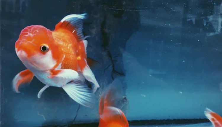Goldfish – Wartawan Id