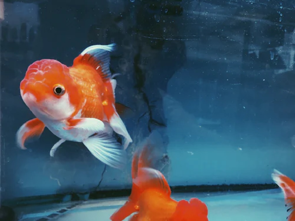 Goldfish - Wartawan Id