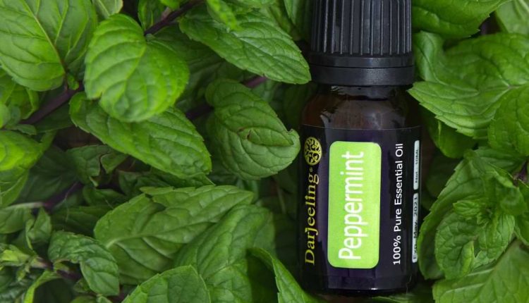 Peppermint Hessian – Darjeeling Aroma