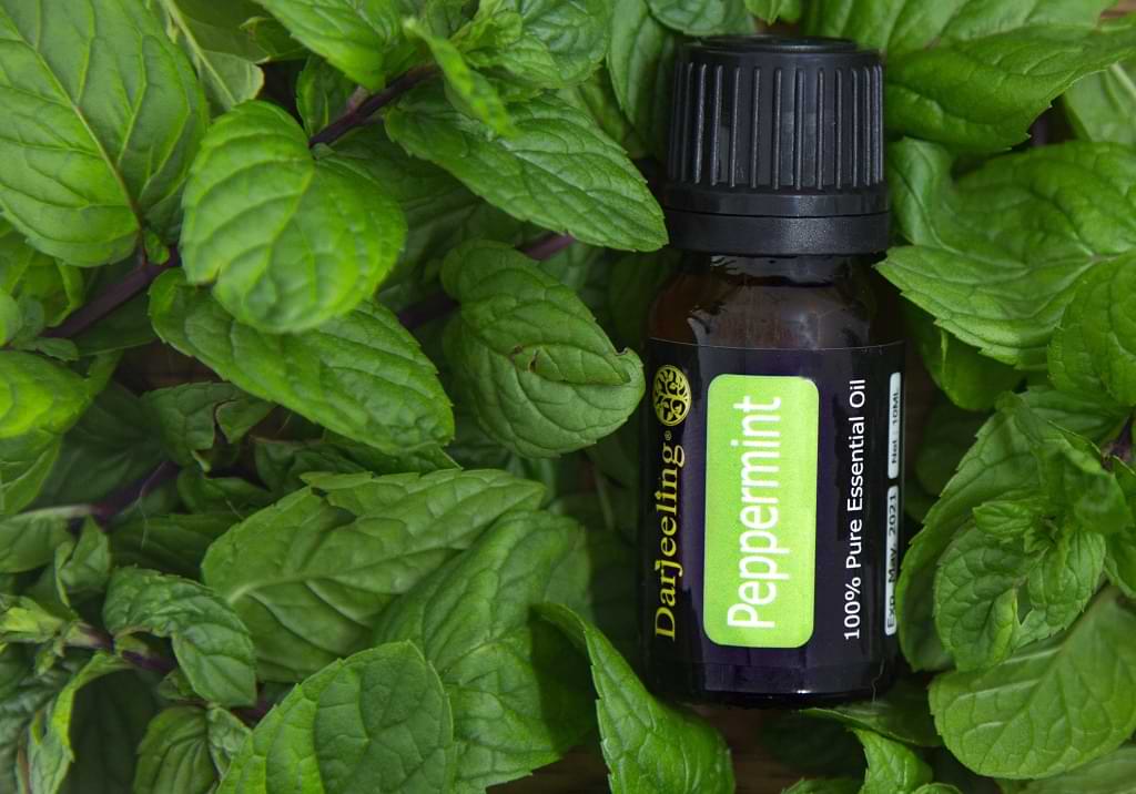 Peppermint Hessian - Darjeeling Aroma