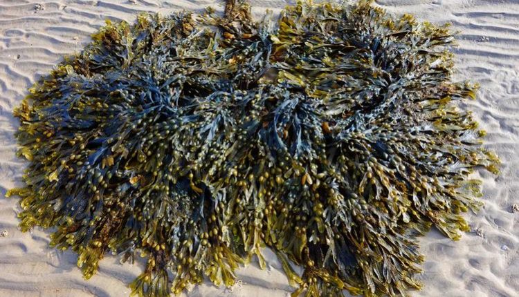 Dampak Rumput Laut untuk Kesehatan – Wartawan Id