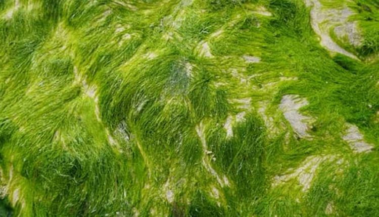 Jenis Rumput Laut Budidaya yang Kaya Manfaat – Wartawan Id