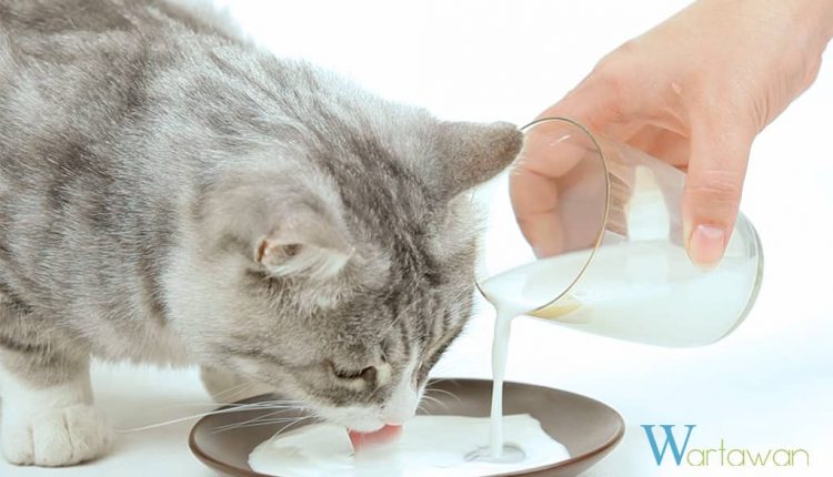 Susu Untuk Kucing – Susu Kambing Araca Milk – Wartawan