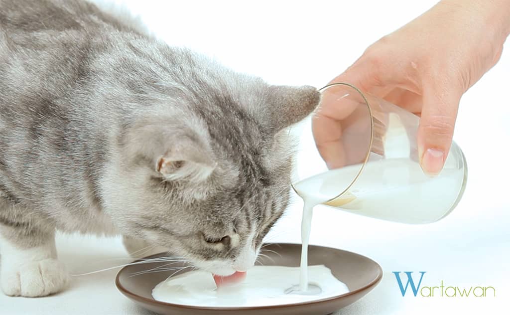 Susu Untuk Kucing - Susu Kambing Araca Milk - Wartawan