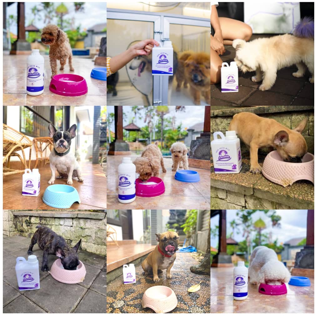 Susu Kambing Etawa Terbaik Untuk Anjing Kucing dari Araca Milk