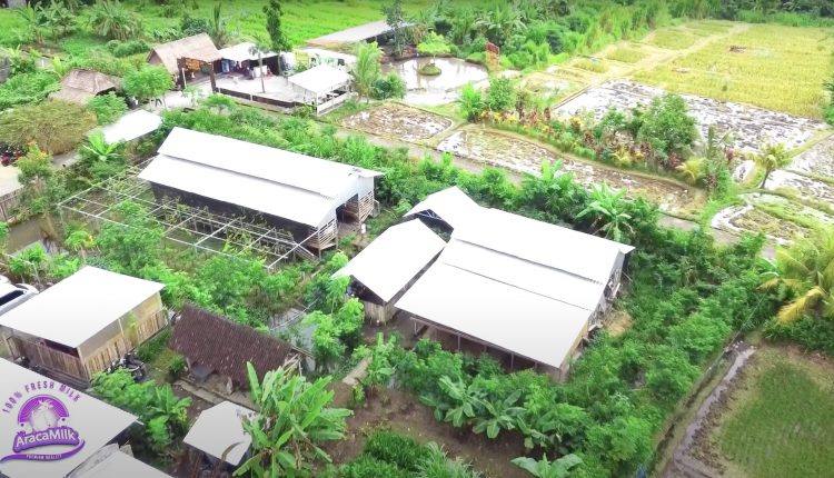 Investment in Indonesia – Araca Milk Farm