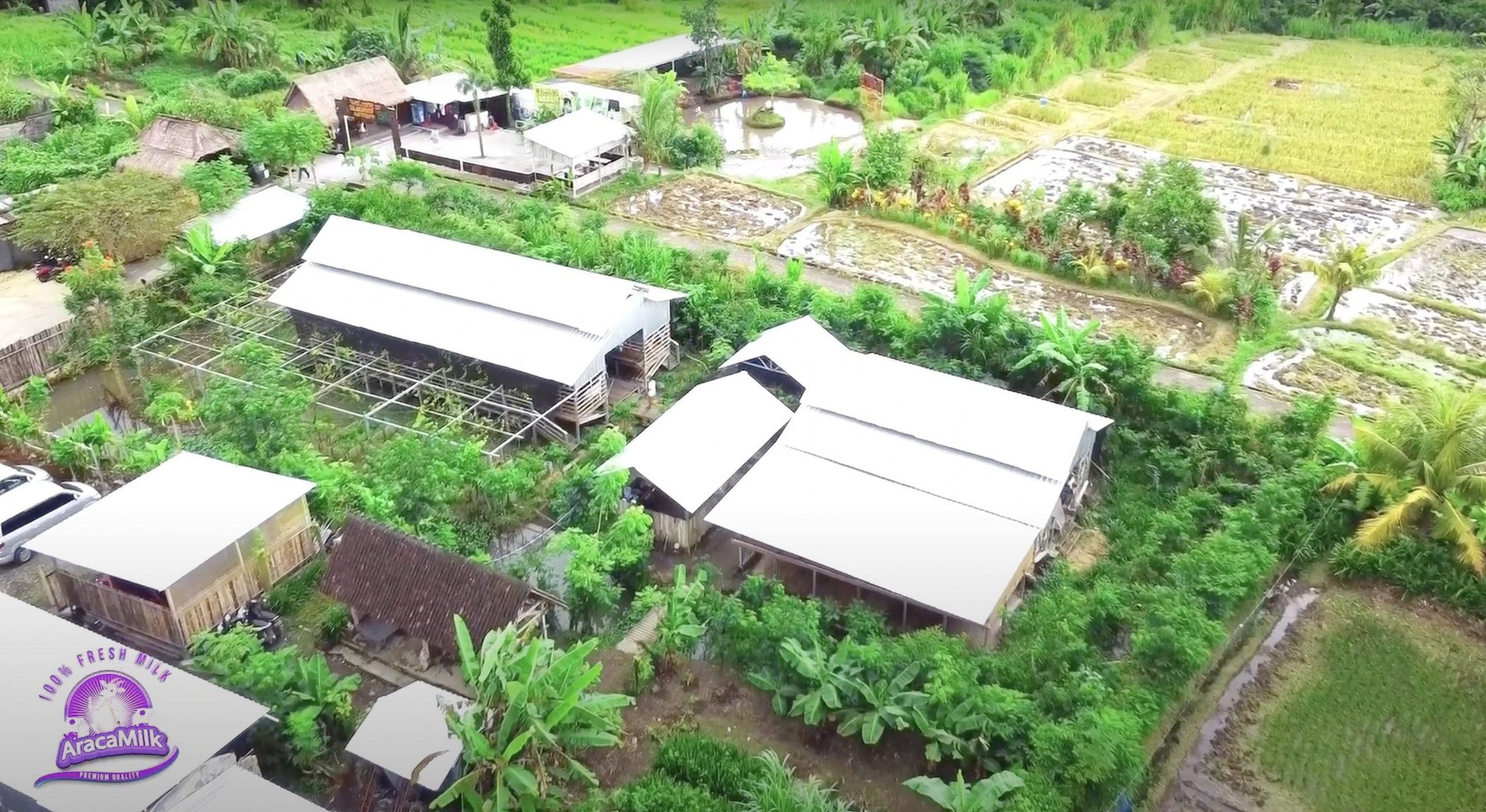 Investment in Indonesia - Araca Milk Farm