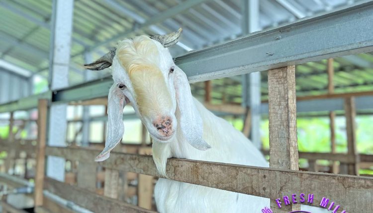 Goat Milk Processing Manufacturer Supplier – Araca Milk