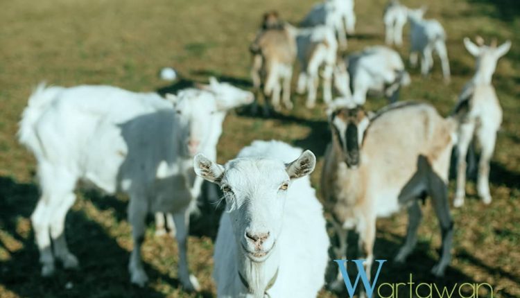 Dairy Goat Farming in Indonesia – Wartawan – Araca