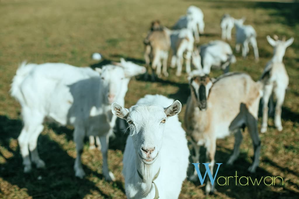 Dairy Goat Farming in Indonesia - Wartawan - Araca