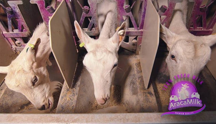 Dairy Goat Milk Farm – Araca Milk