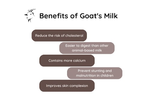 Benefit Of Goat Milk - Araca Milk