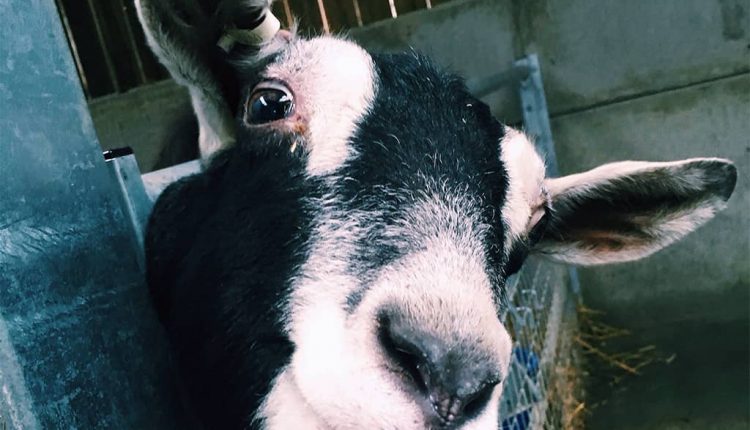 Goat Milk Production Industry – Araca Milk
